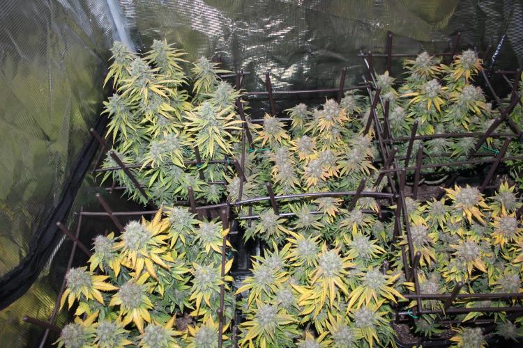 MOBY DICK - Barney's farm. Week 16