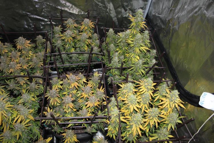 MOBY DICK - Barney's farm. Week 16