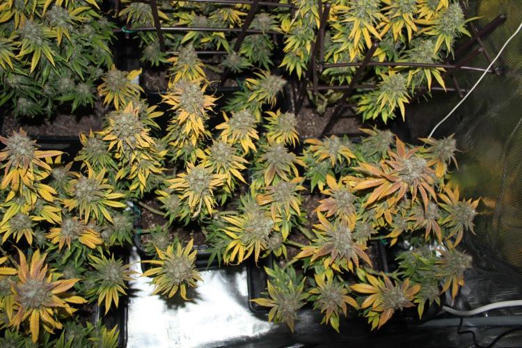 MOBY DICK - Barney's farm. Week 16