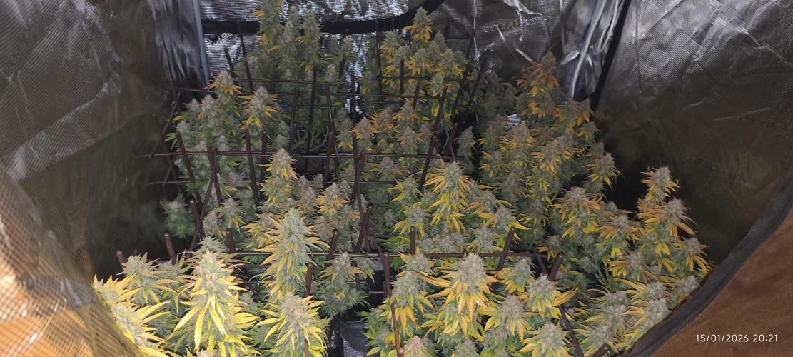 MOBY DICK - Barney's farm. Week 16