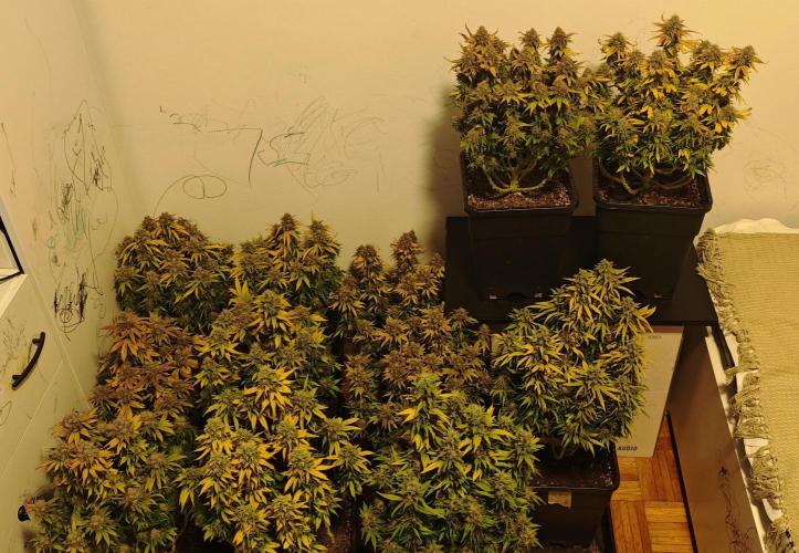 MOBY DICK - Barney's farm. Week 16