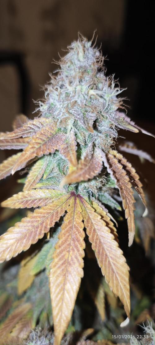 MOBY DICK - Barney's farm. Week 16