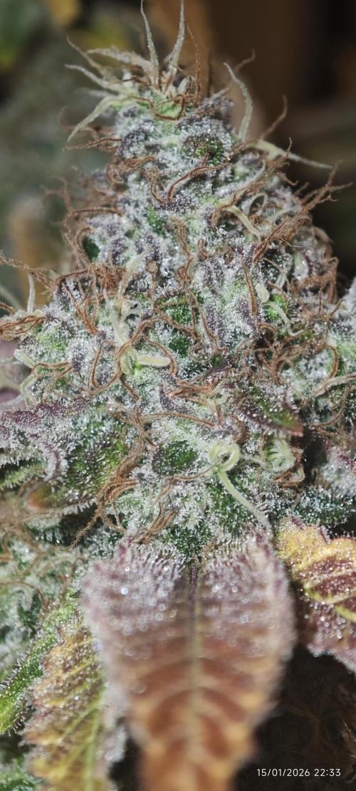 MOBY DICK - Barney's farm. Week 16