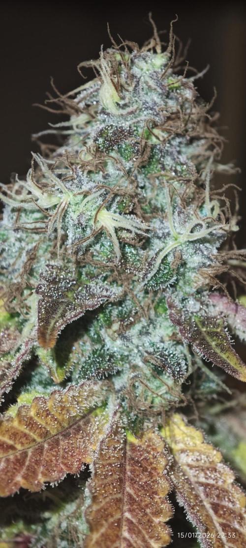 MOBY DICK - Barney's farm. Week 16