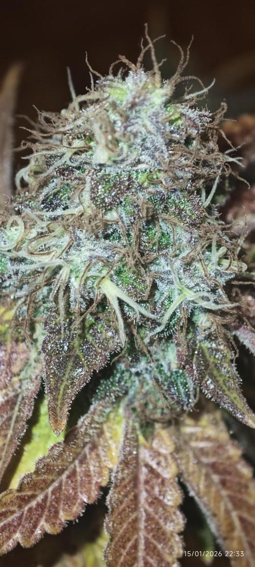 MOBY DICK - Barney's farm. Week 16