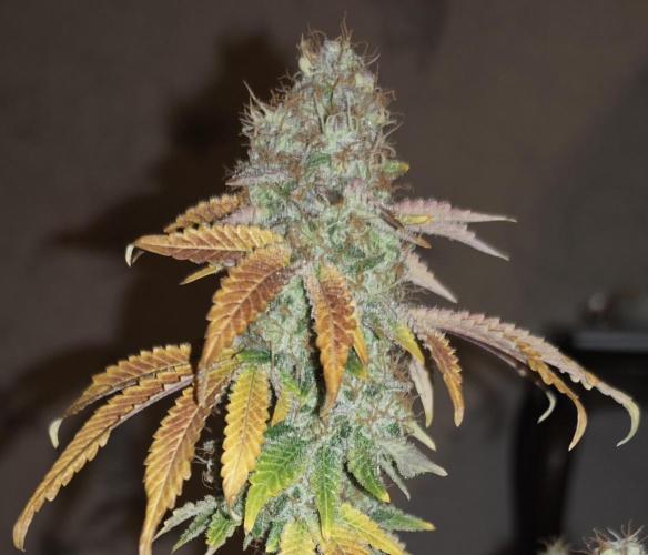 MOBY DICK - Barney's farm. Week 16