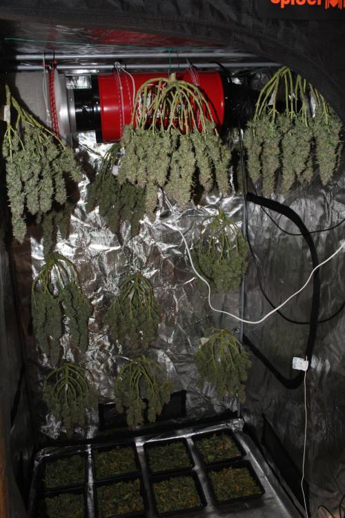 MOBY DICK - Barney's farm. Week 16