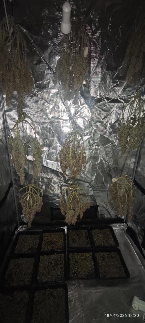 MOBY DICK - Barney's farm. Week 16