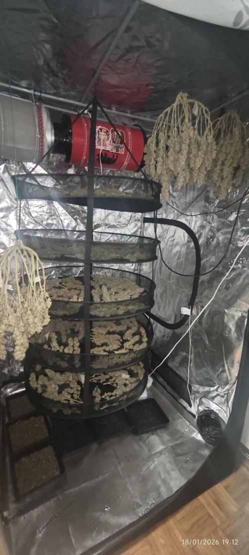 MOBY DICK - Barney's farm. Week 16