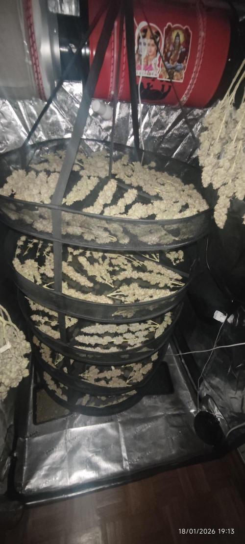 MOBY DICK - Barney's farm. Week 16