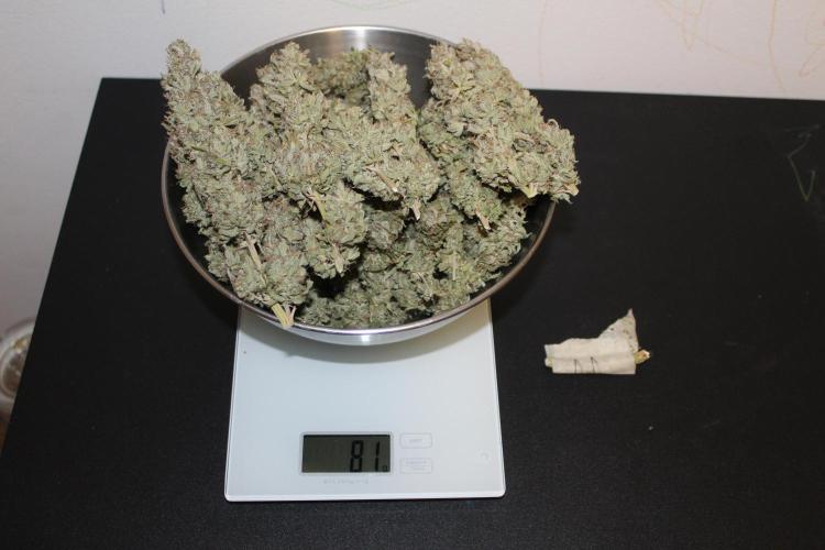 MOBY DICK - Barney's farm. Week 16