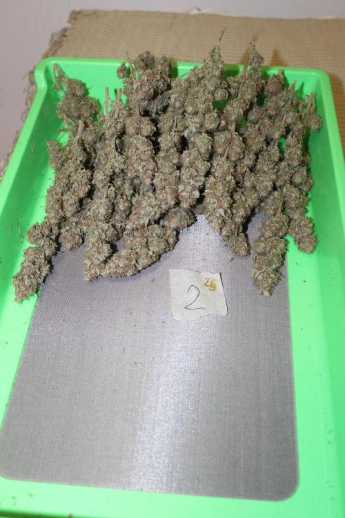 MOBY DICK - Barney's farm. Week 16