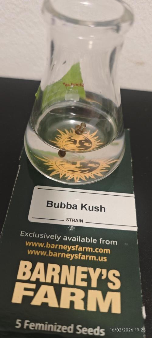 BUBBA KUSH - Barney's Farm. Week 0