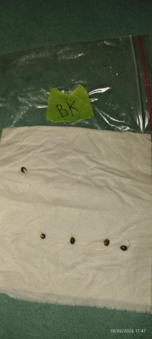 BUBBA KUSH - Barney's Farm. Week 0