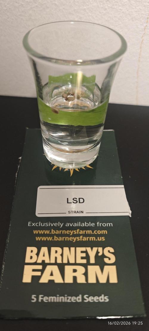 LSD - Barney's Farm. Week 0