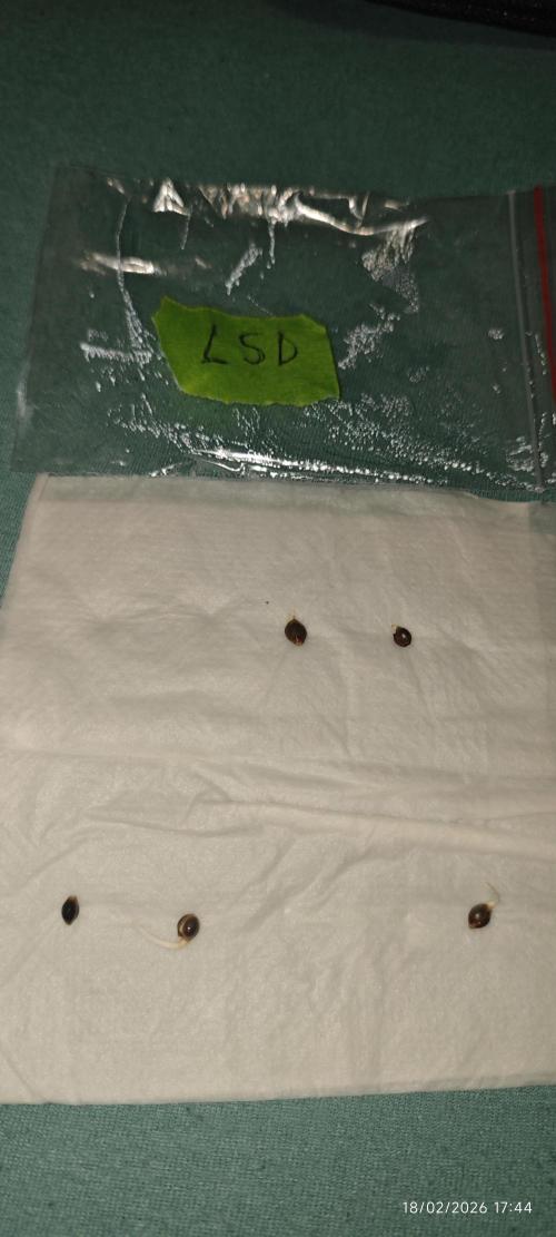 LSD - Barney's Farm. Week 0