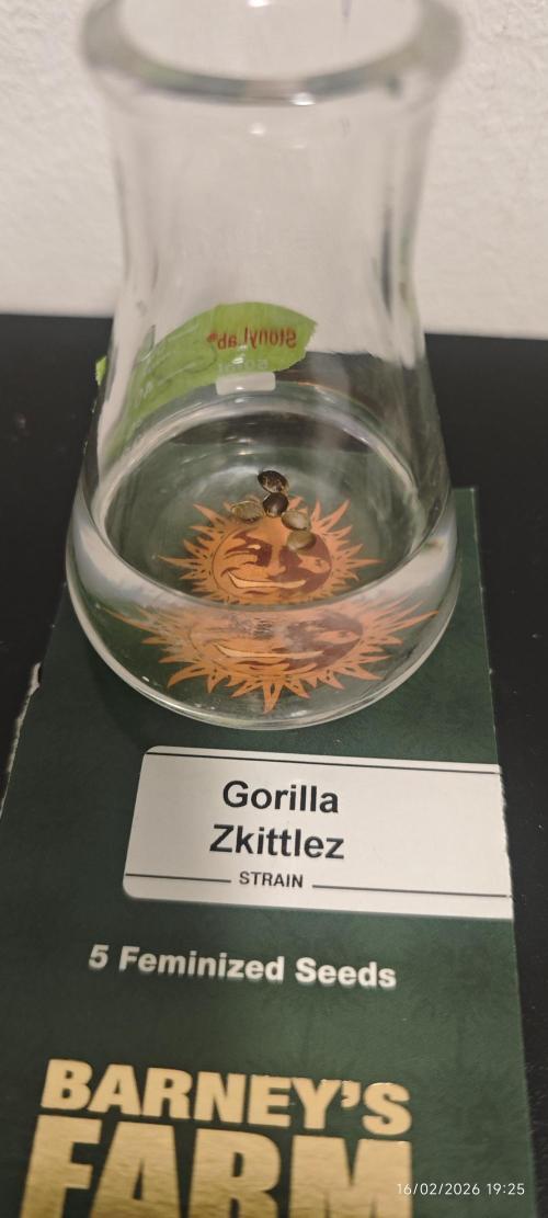 GORILLA ZKITTLEZ - Barney's Farm. Week 0