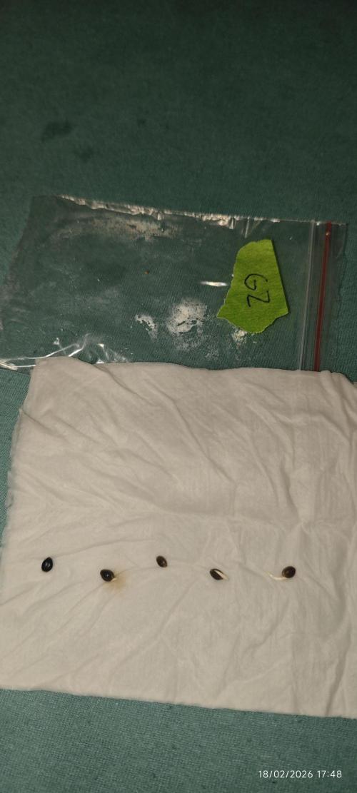 GORILLA ZKITTLEZ - Barney's Farm. Week 0