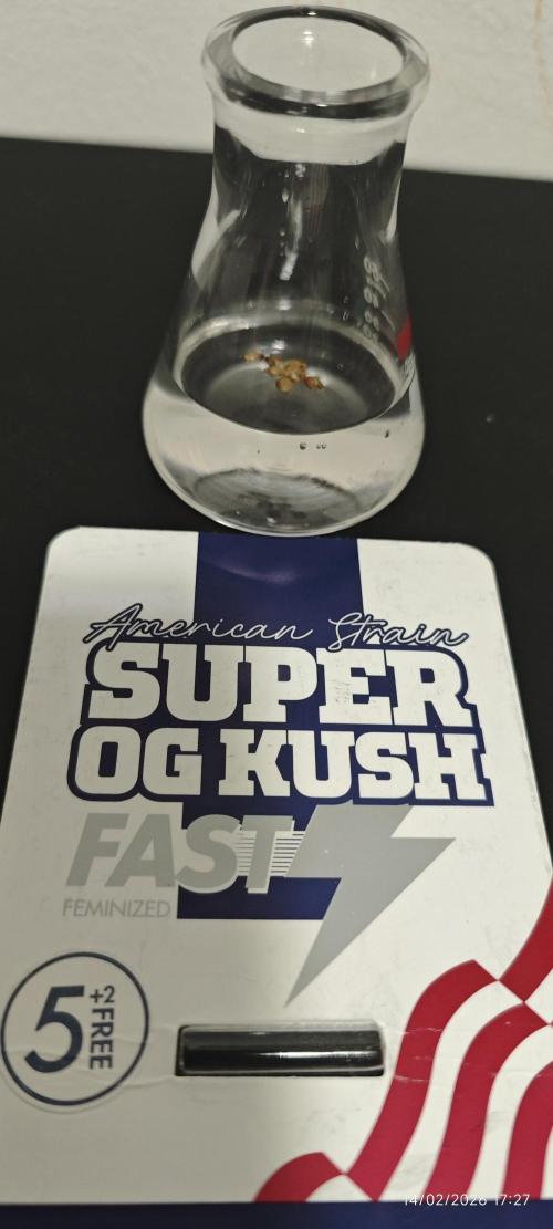 SUPER OG KUSH FAST - Pyramid Seeds. Week 0