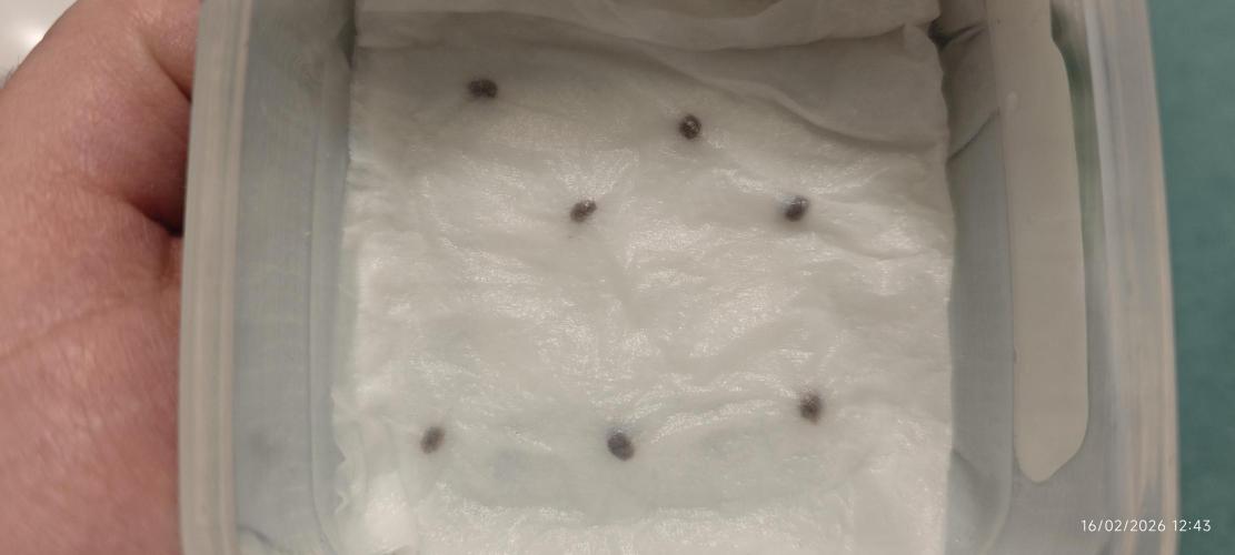 SUPER OG KUSH FAST - Pyramid Seeds. Week 0