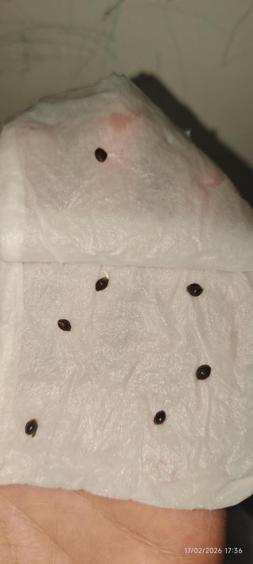 SUPER OG KUSH FAST - Pyramid Seeds. Week 0