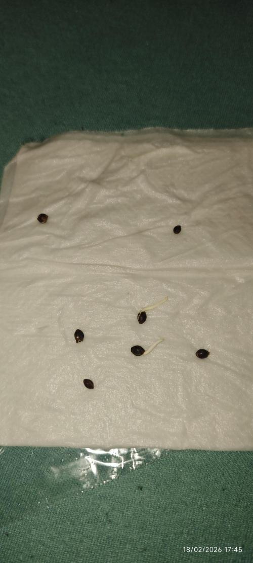 SUPER OG KUSH FAST - Pyramid Seeds. Week 0