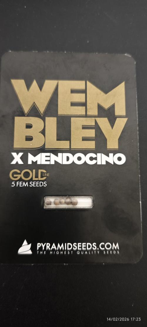WEMBLEY X MENDOCINO Pyramid Seeds. Week 0