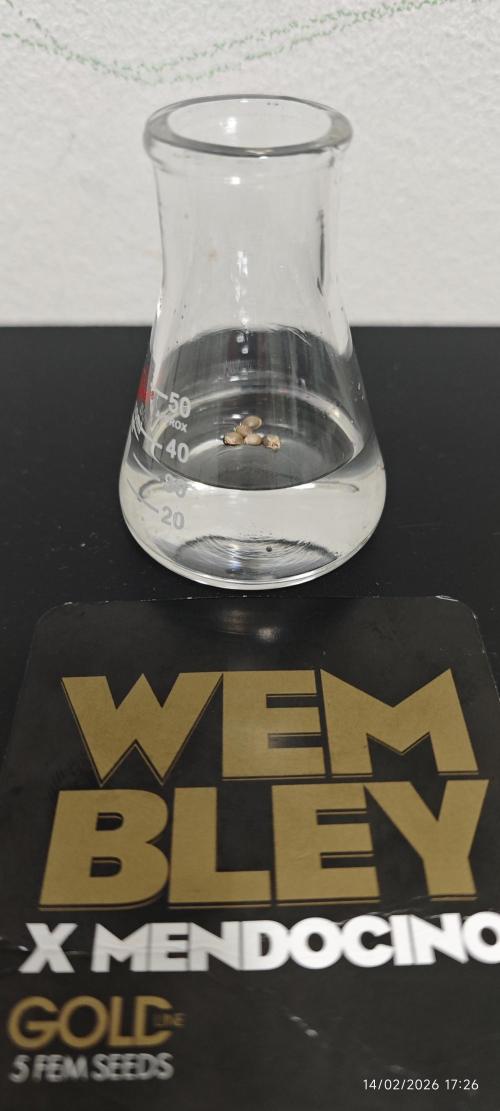 WEMBLEY X MENDOCINO Pyramid Seeds. Week 0