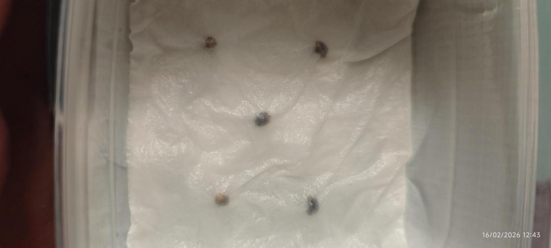 WEMBLEY X MENDOCINO Pyramid Seeds. Week 0