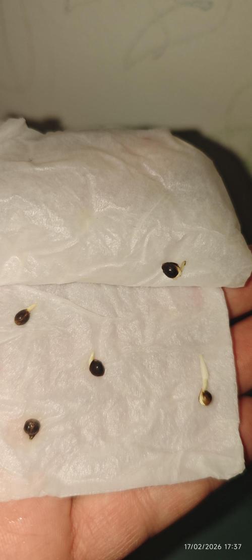 WEMBLEY X MENDOCINO Pyramid Seeds. Week 0