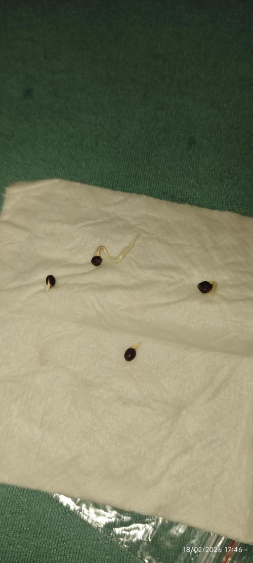 WEMBLEY X MENDOCINO Pyramid Seeds. Week 0