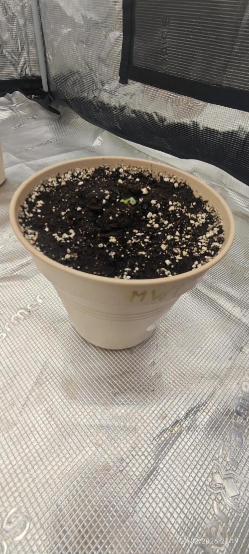 WEMBLEY X MENDOCINO Pyramid Seeds. Week 1