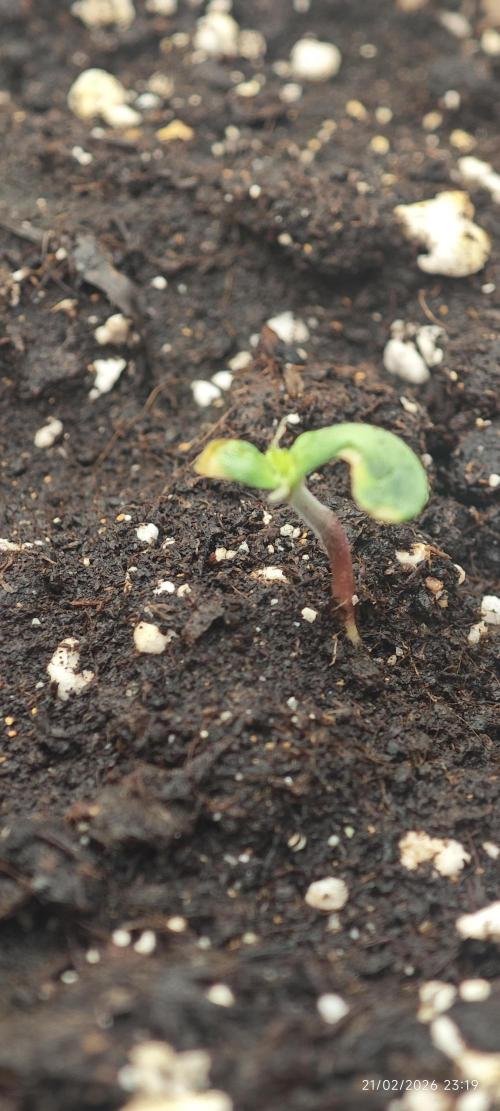 WEMBLEY X MENDOCINO Pyramid Seeds. Week 1