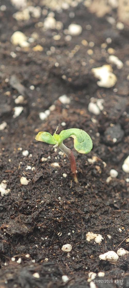 WEMBLEY X MENDOCINO Pyramid Seeds. Week 1