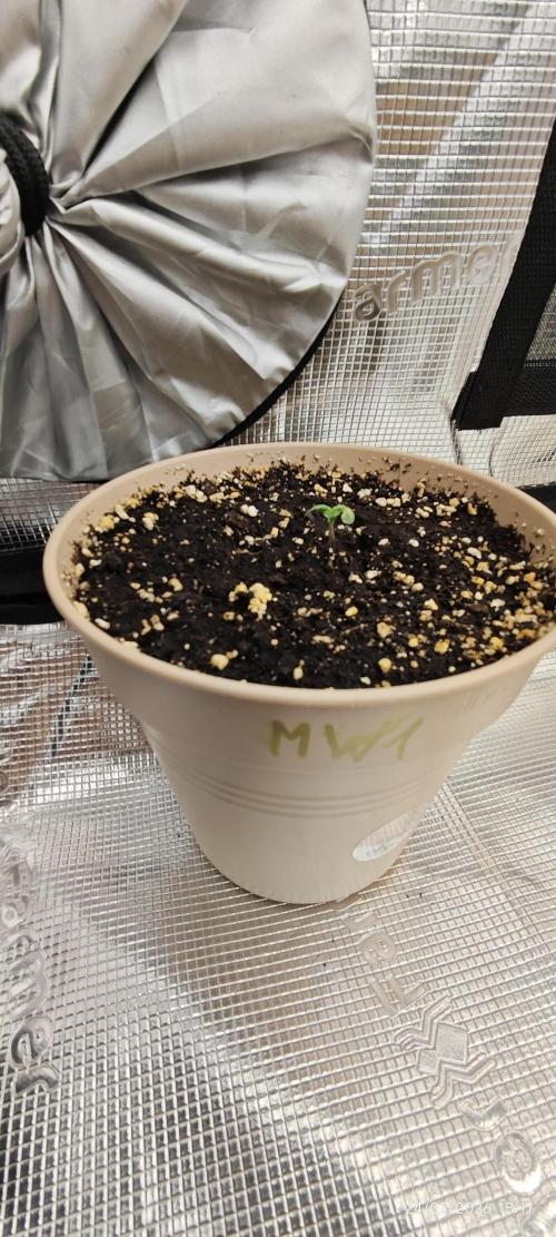 WEMBLEY X MENDOCINO Pyramid Seeds. Week 1