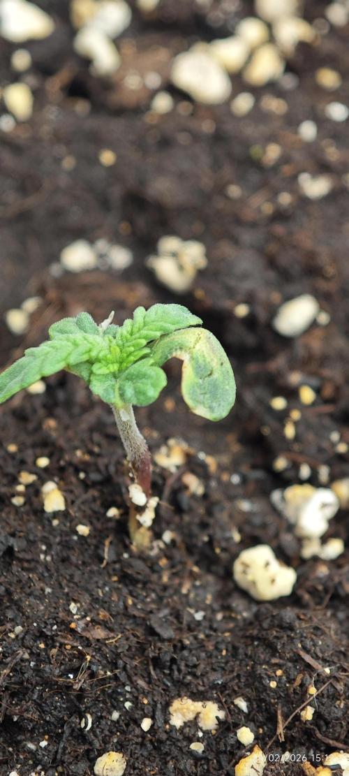 WEMBLEY X MENDOCINO Pyramid Seeds. Week 1