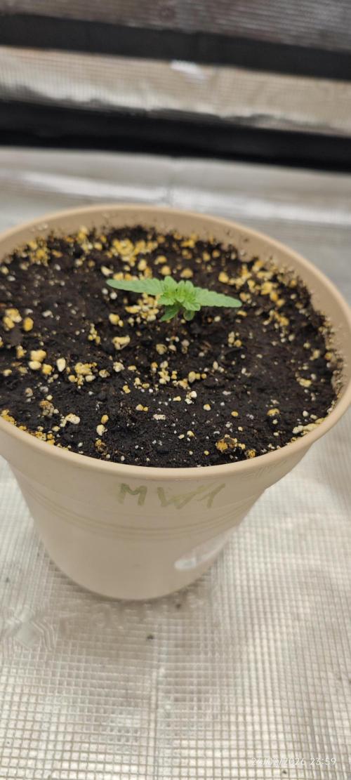 WEMBLEY X MENDOCINO Pyramid Seeds. Week 1
