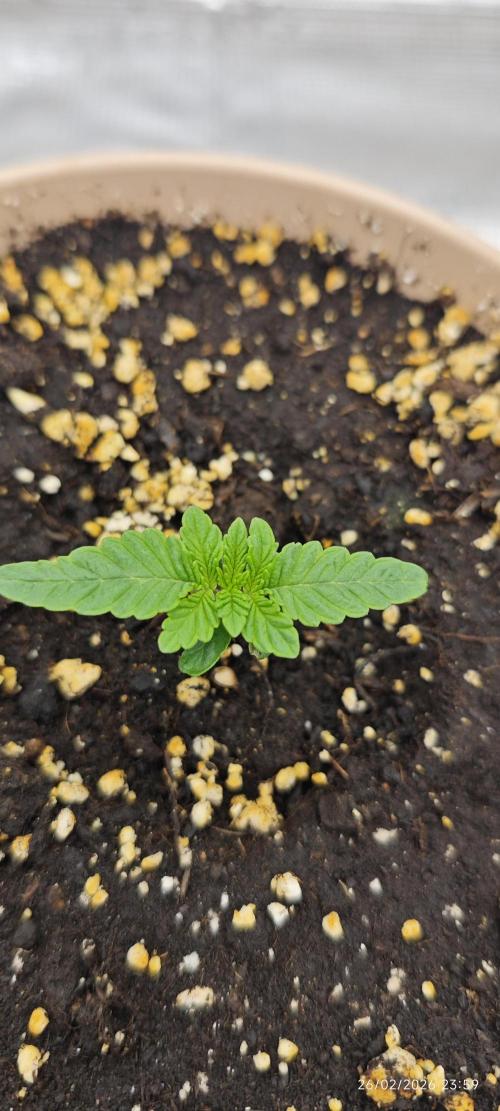 WEMBLEY X MENDOCINO Pyramid Seeds. Week 1