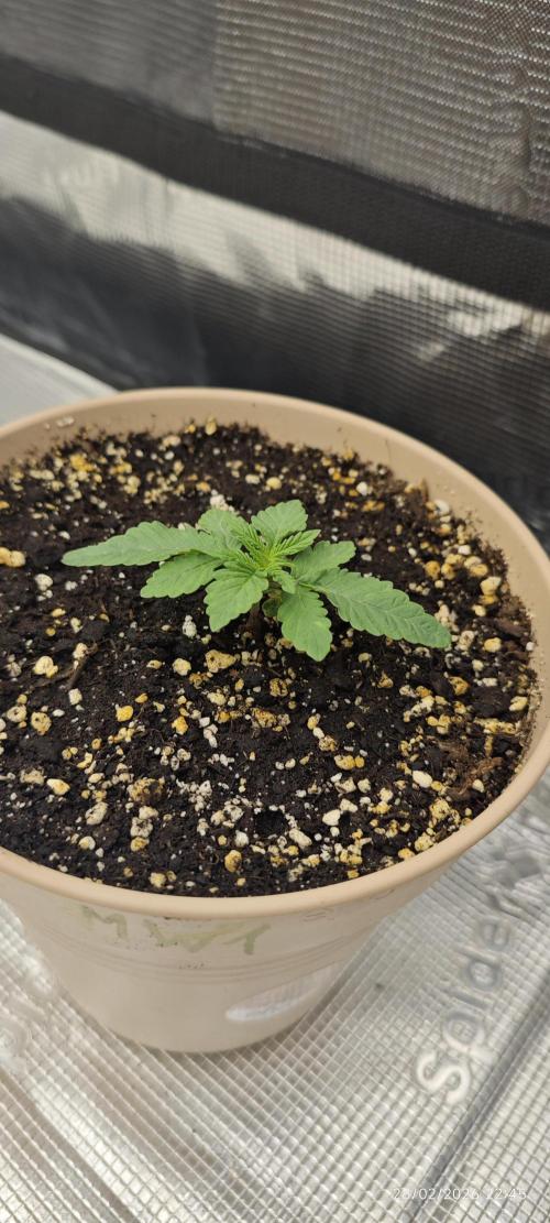 WEMBLEY X MENDOCINO Pyramid Seeds. Week 1