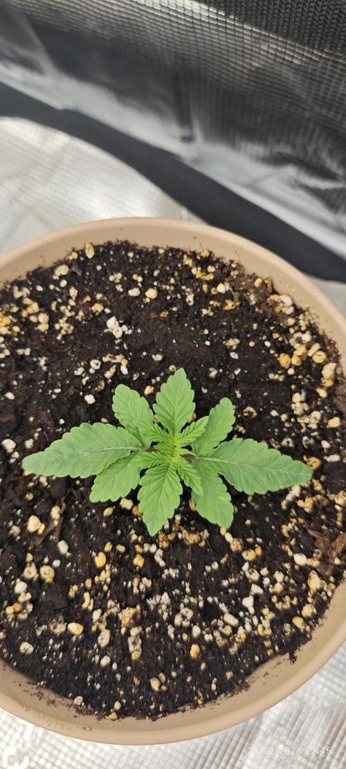 WEMBLEY X MENDOCINO Pyramid Seeds. Week 1