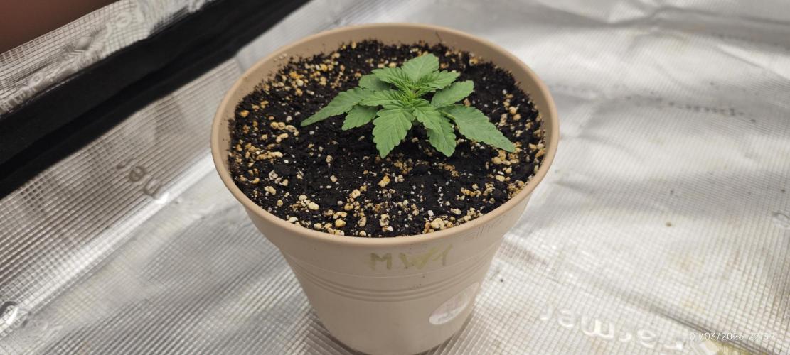 WEMBLEY X MENDOCINO Pyramid Seeds. Week 1
