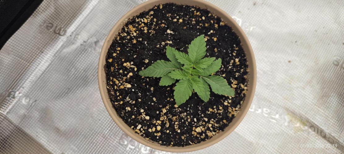WEMBLEY X MENDOCINO Pyramid Seeds. Week 1