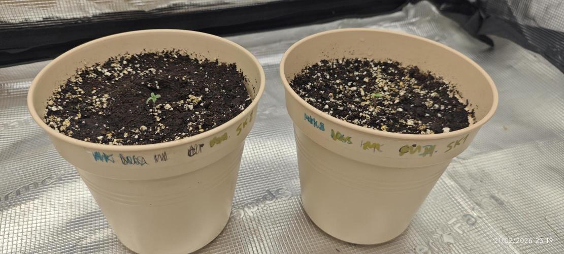 SUPER OG KUSH FAST - Pyramid Seeds. Week 1