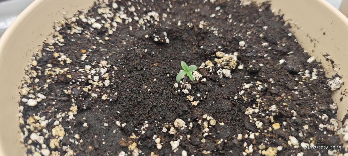 SUPER OG KUSH FAST - Pyramid Seeds. Week 1