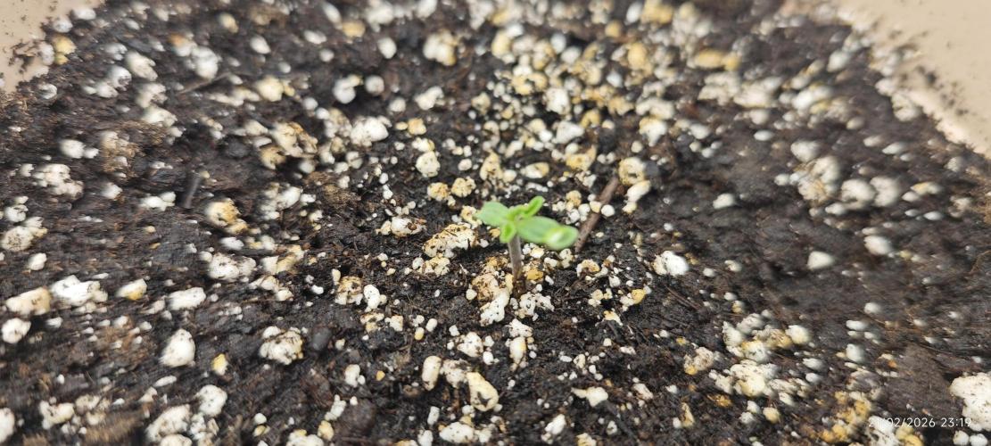 SUPER OG KUSH FAST - Pyramid Seeds. Week 1