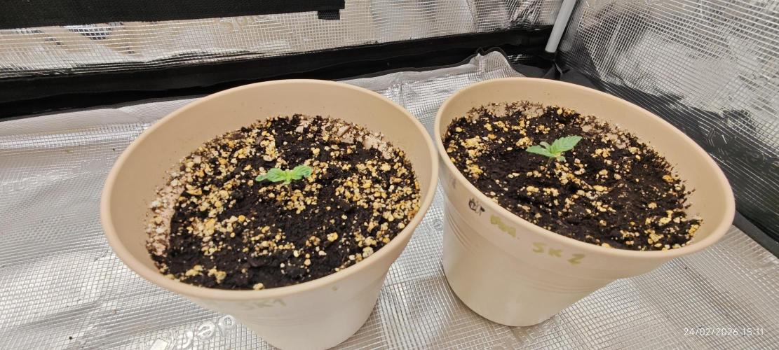 SUPER OG KUSH FAST - Pyramid Seeds. Week 1