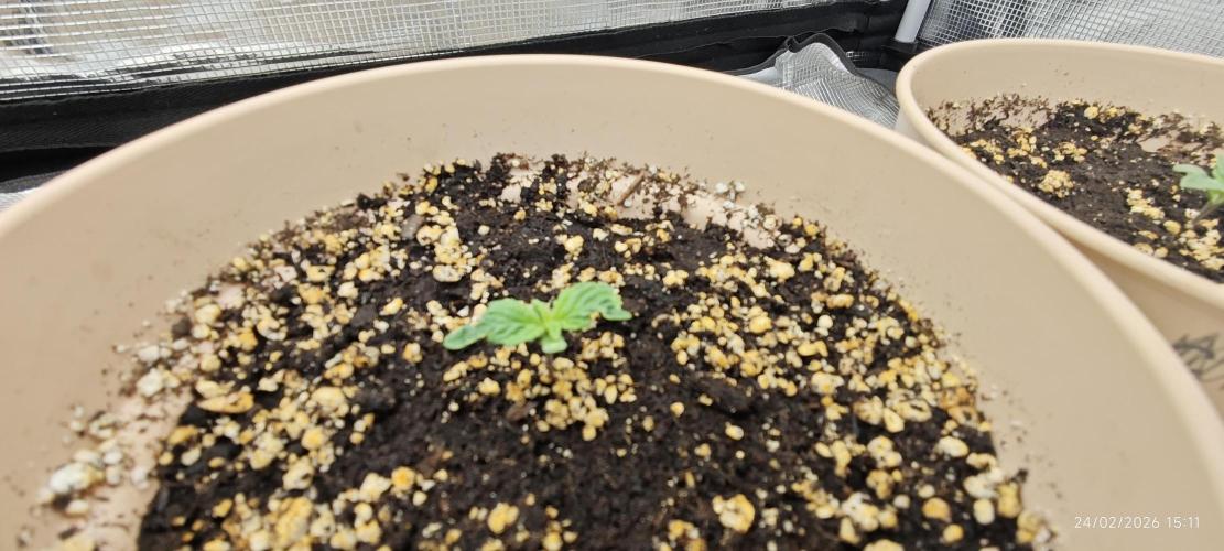 SUPER OG KUSH FAST - Pyramid Seeds. Week 1