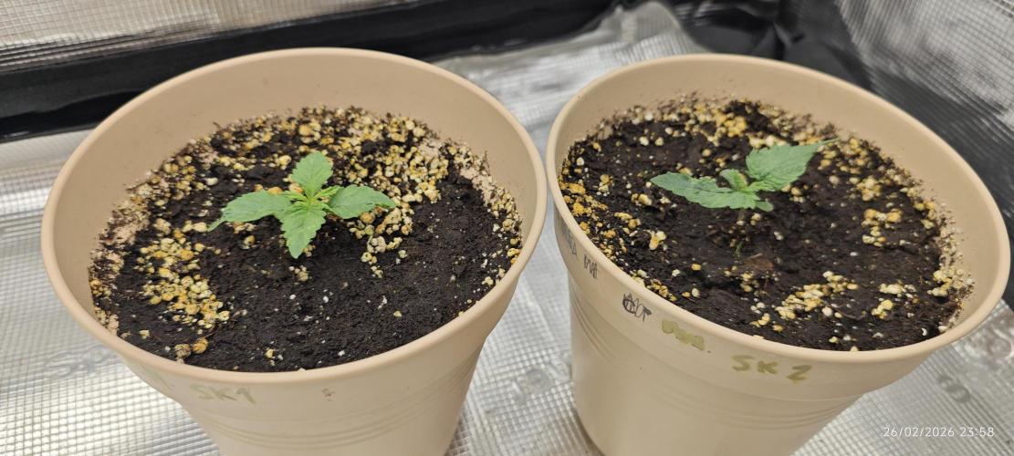 SUPER OG KUSH FAST - Pyramid Seeds. Week 1