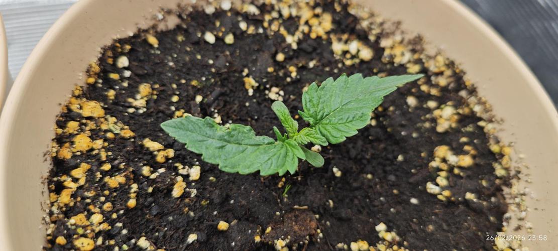 SUPER OG KUSH FAST - Pyramid Seeds. Week 1