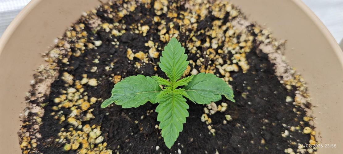 SUPER OG KUSH FAST - Pyramid Seeds. Week 1